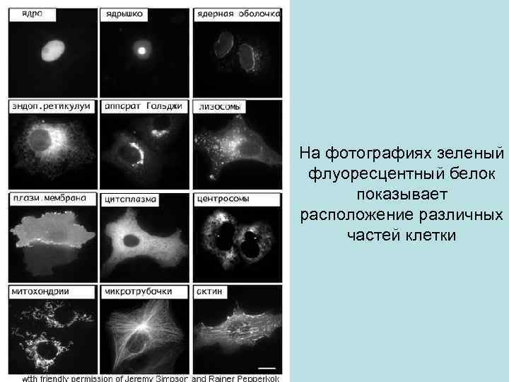 На фотографиях зеленый флуоресцентный белок показывает расположение различных частей клетки 