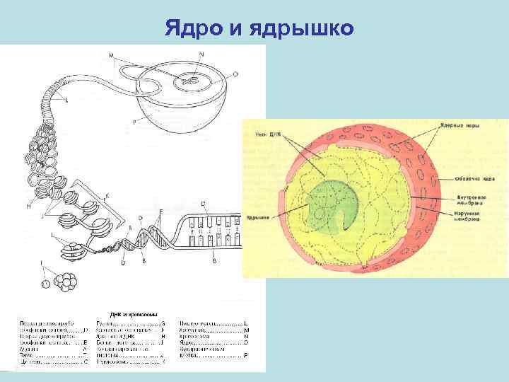 Ядро и ядрышко 