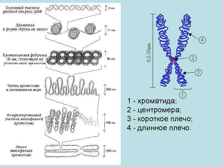 1 - хроматида; 2 - центромера; 3 - короткое плечо; 4 - длинное плечо.