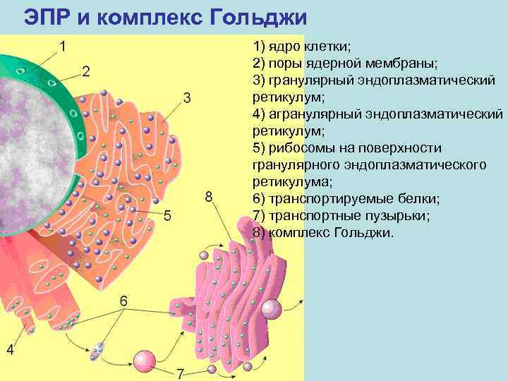 ЭПР и комплекс Гольджи 1) ядро клетки; 2) поры ядерной мембраны; 3) гранулярный эндоплазматический