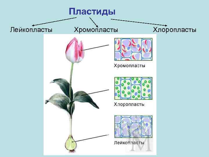 Пластиды Лейкопласты Хромопласты Хлоропласты 