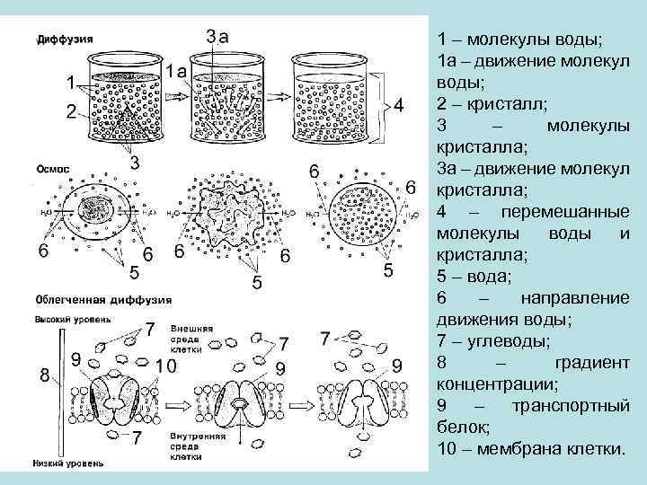 1 – молекулы воды; 1 a – движение молекул воды; 2 – кристалл; 3