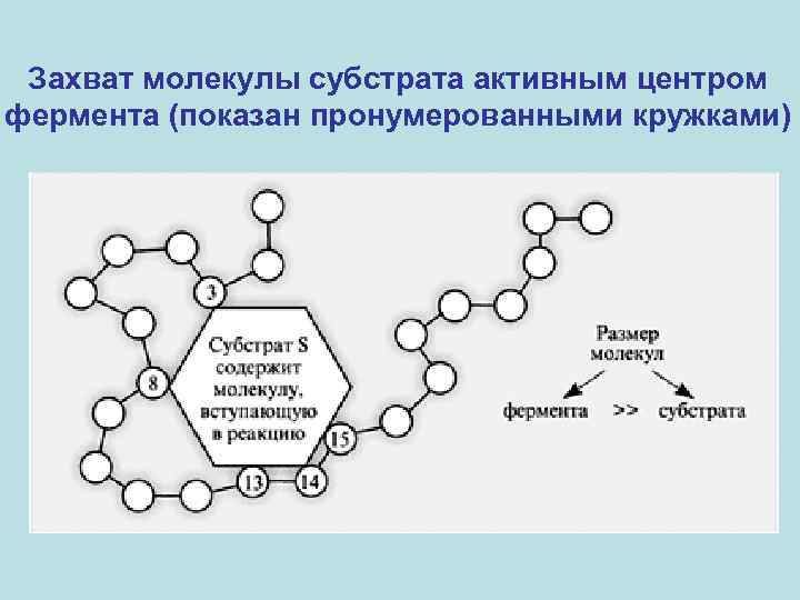 Захват молекулы субстрата активным центром фермента (показан пронумерованными кружками) 