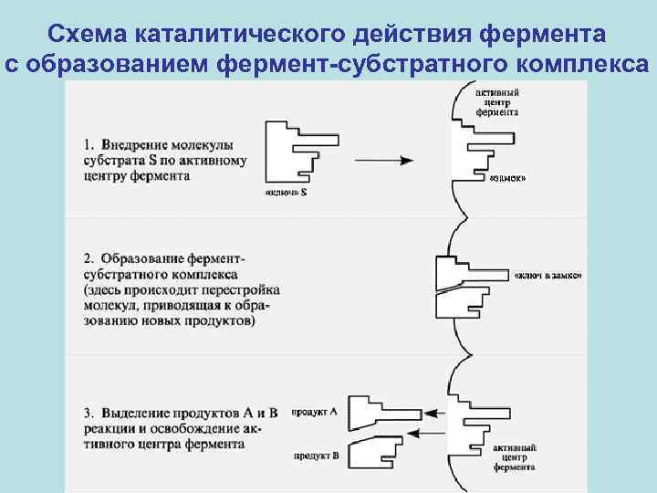 Схема каталитического действия фермента с образованием фермент-субстратного комплекса 