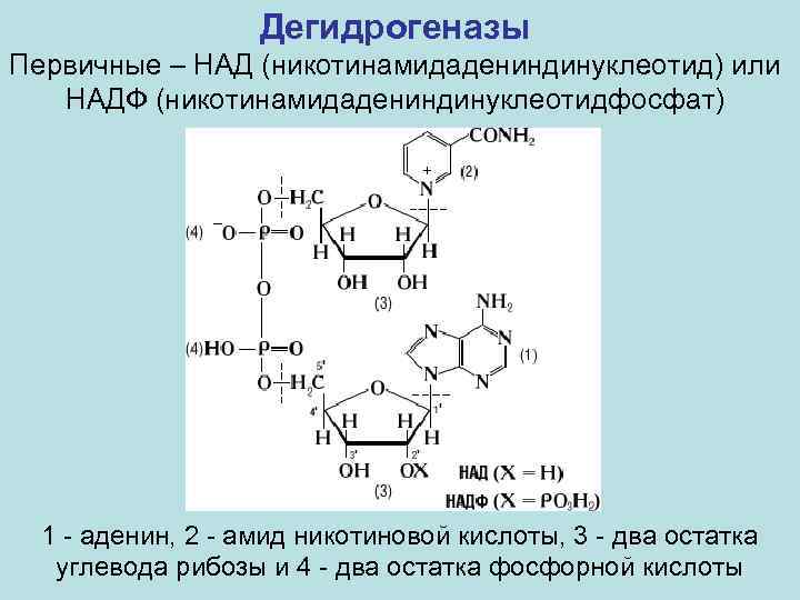 Дегидрогеназы Первичные – НАД (никотинамидадениндинуклеотид) или НАДФ (никотинамидадениндинуклеотидфосфат) 1 - аденин, 2 - амид
