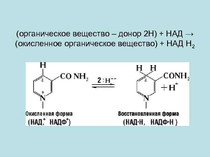 (органическое вещество – донор 2 Н) + НАД → (окисленное органическое вещество) + НАД