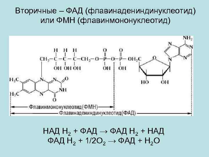 Вторичные – ФАД (флавинадениндинуклеотид) или ФМН (флавинмононуклеотид) НАД Н 2 + ФАД → ФАД