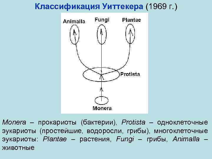 Классификация Уиттекера (1969 г. ) Monera – прокариоты (бактерии), Protista – одноклеточные эукариоты (простейшие,