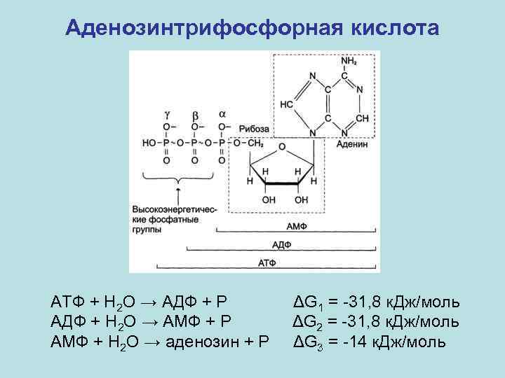 Аденозинтрифосфорная кислота АТФ + Н 2 О → АДФ + Р АДФ + Н
