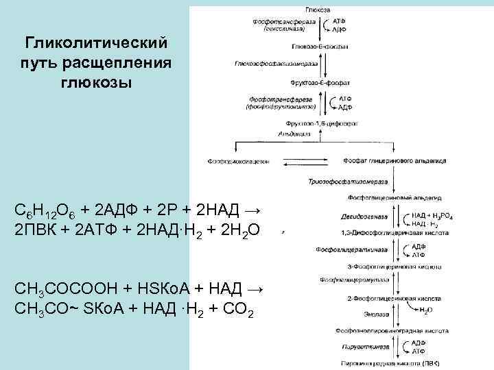 Гликолитический путь расщепления глюкозы C 6 H 12 O 6 + 2 АДФ +