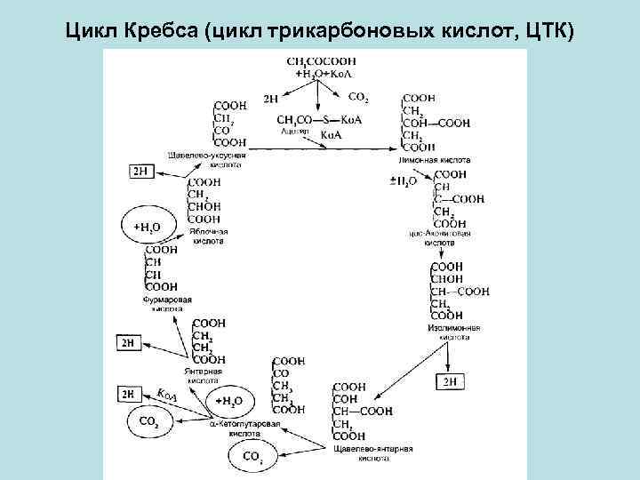 Цикл Кребса (цикл трикарбоновых кислот, ЦТК) 