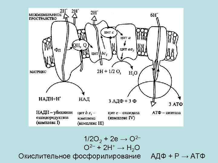 1/2 О 2 + 2 е → О 2– + 2 Н+ → Н