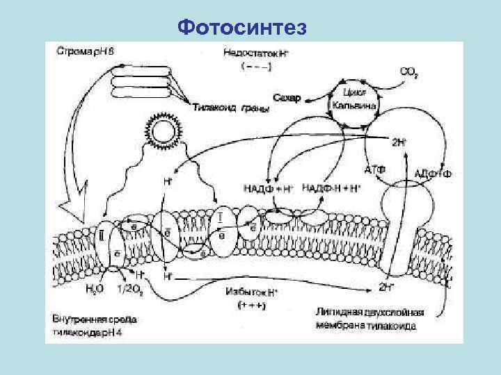 Фотосинтез 
