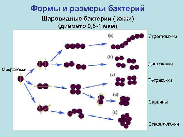 Формы и размеры бактерий Шаровидные бактерии (кокки) (диаметр 0, 5 -1 мкм) Стрептококки Диплококки