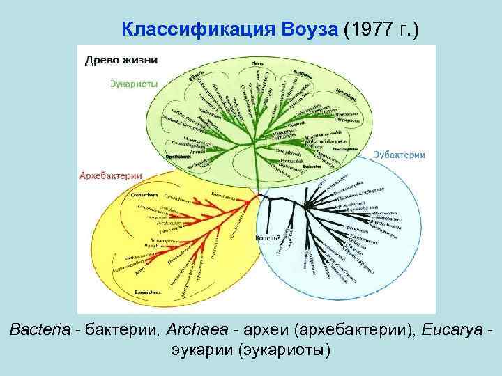 Классификация Воуза (1977 г. ) Bacteria - бактерии, Archaea - археи (архебактерии), Eucarya эукарии