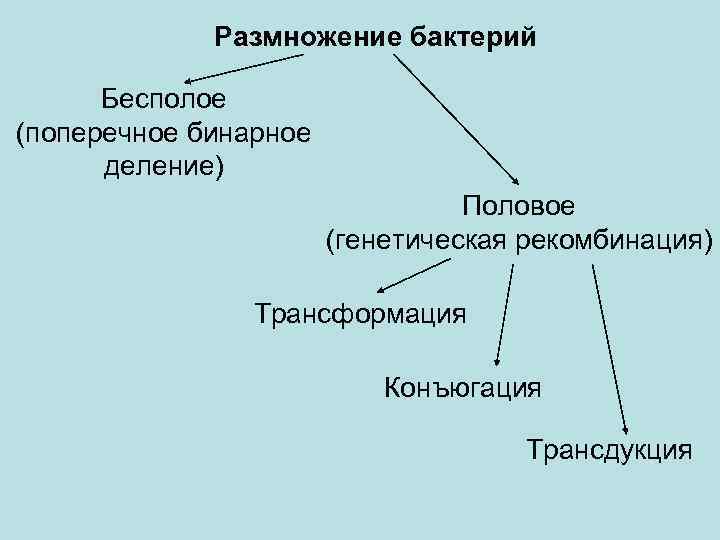 Размножение бактерий Бесполое (поперечное бинарное деление) Половое (генетическая рекомбинация) Трансформация Конъюгация Трансдукция 