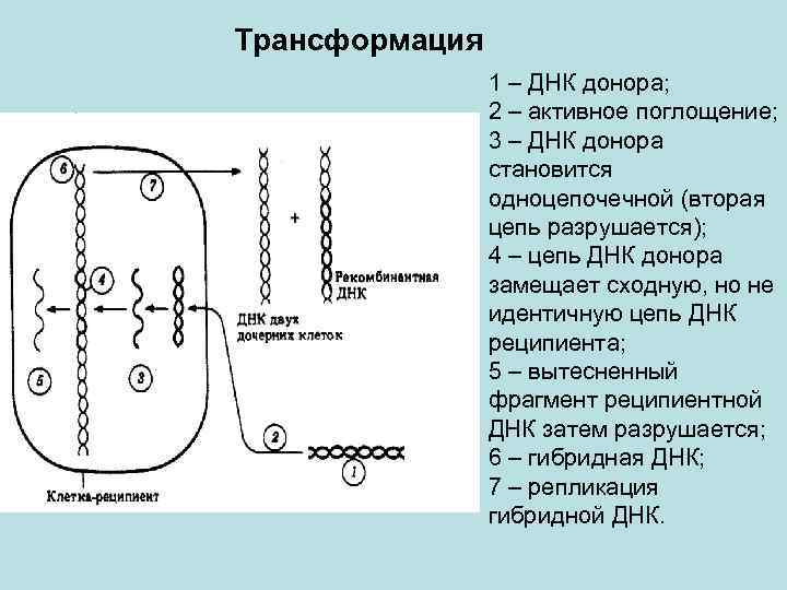 Трансформация 1 – ДНК донора; 2 – активное поглощение; 3 – ДНК донора становится
