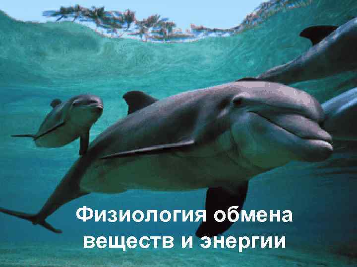 Физиология обмена веществ и энергии 