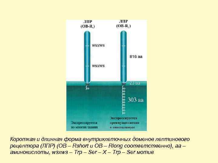 Короткая и длинная форма внутриклеточных доменов лептинового рецептора (ЛПР) (ОВ – Rshort и ОВ