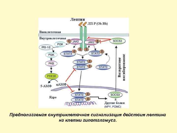 Предполагаемая внутриклеточная сигнализация действия лептина на клетки гипоталамуса. 