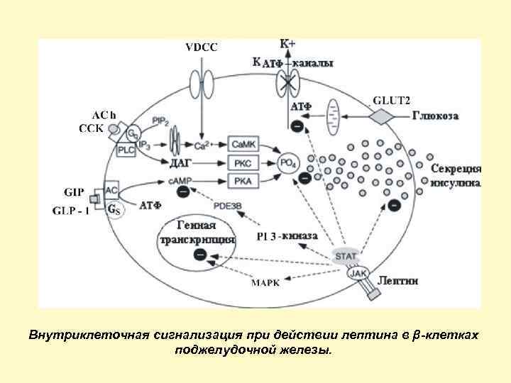 Внутриклеточная сигнализация при действии лептина в β клетках поджелудочной железы. 