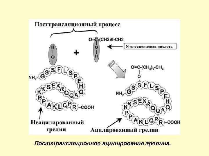 Посттрансляционное ацилирование грелина. 