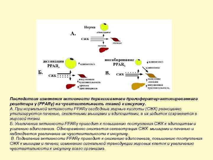 Почему содержание трансизомеров жирных кислот регламентируется. Свободные жирные кислоты повышаются при. Метаболизм свободных жирных кислот. Свободные жирные кислоты являются показателем. Трансизомеры приводят к снижению чувствительности клеток.