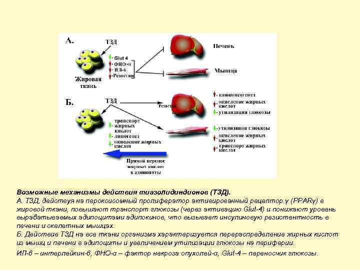 Возможные механизмы действия тиазолидиндионов (ТЗД). А. ТЗД, действуя на пероксисомный пролифератор активированный рецептор γ