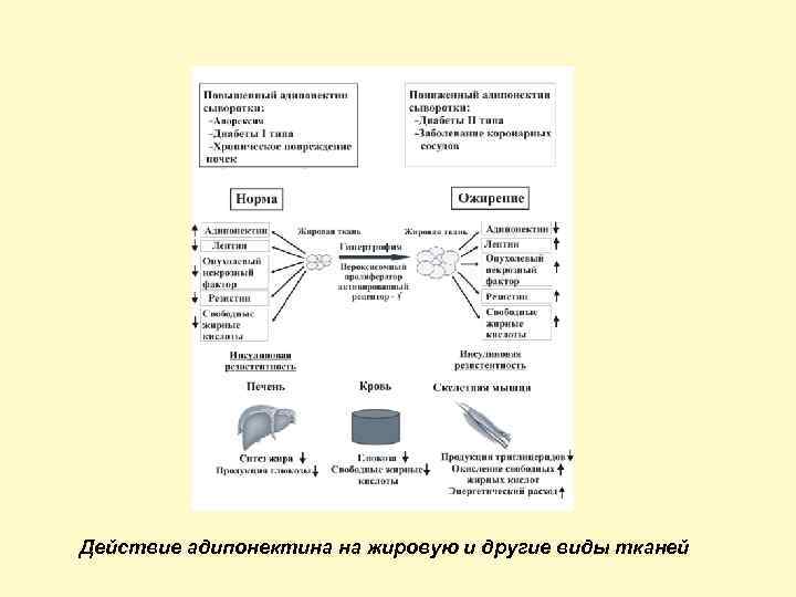 Действие адипонектина на жировую и другие виды тканей 