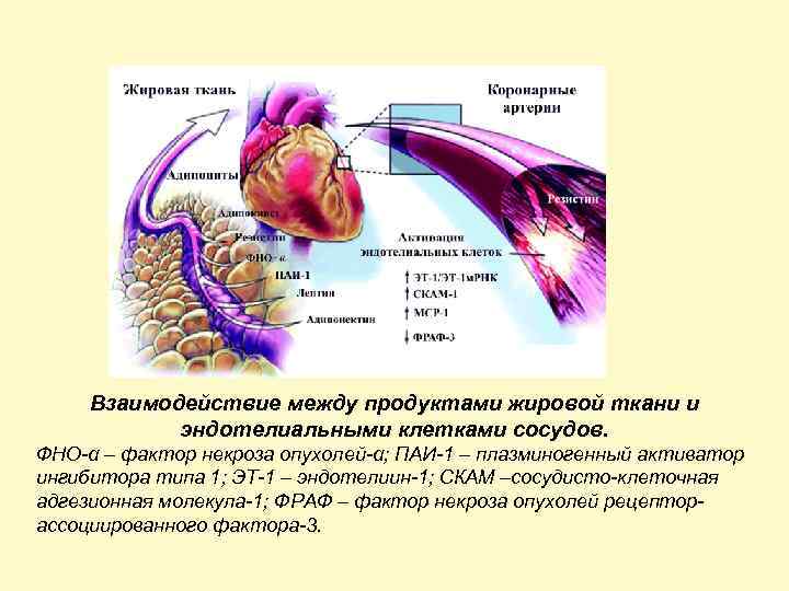 Взаимодействие между продуктами жировой ткани и эндотелиальными клетками сосудов. ФНО-α – фактор некроза опухолей-α;