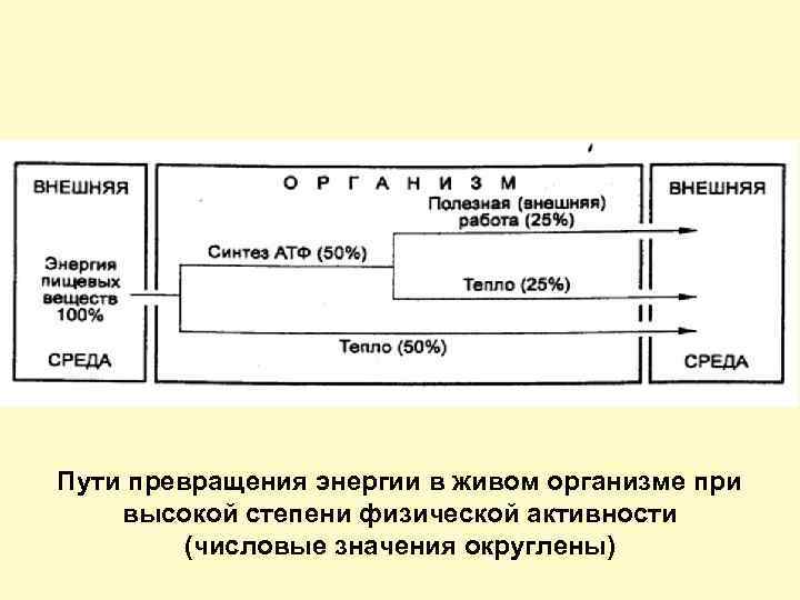 Пути превращения энергии в живом организме при высокой степени физической активности (числовые значения округлены)