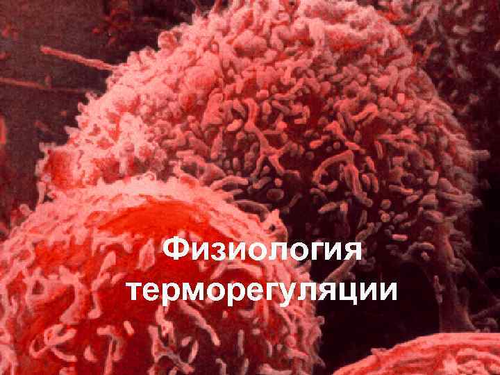 Физиология терморегуляции 