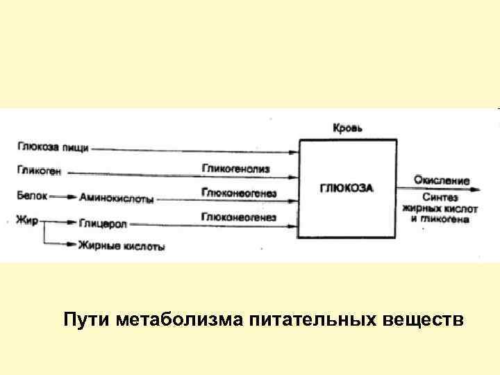 Пути метаболизма питательных веществ 