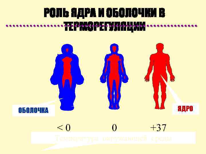 РОЛЬ ЯДРА И ОБОЛОЧКИ В ТЕРМОРЕГУЛЯЦИИ ЯДРО ОБОЛОЧКА Температура окружающей среды 