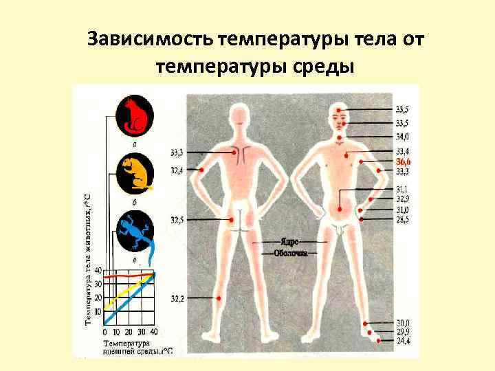 Зависит 1 от тела. Зависимость температуры тела от температуры среды. Температура тела человека зависит от температуры воздуха. Зависит ли температура тела от температуры окружающей среды. Температура тела зависит от температуры окружающей среды у человека.