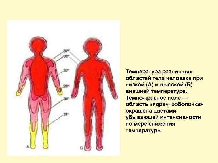 Температура различных областей тела человека при низкой (А) и высокой (Б) внешней температуре. Темно-красное