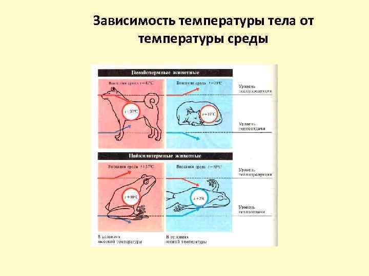 Зависимость температуры тела от температуры среды 