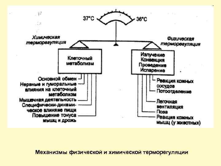 Схема функциональной системы терморегуляции