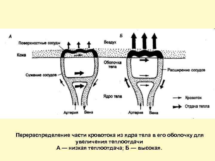  Перераспределение части кровотока из ядра тела в его оболочку для увеличения теплоотдачи А