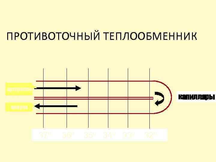 ПРОТИВОТОЧНЫЙ ТЕПЛООБМЕННИК 370 360 350 340 330 320 артериола капилляры венула 370 360 350