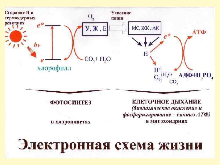 Схема тканевого дыхания