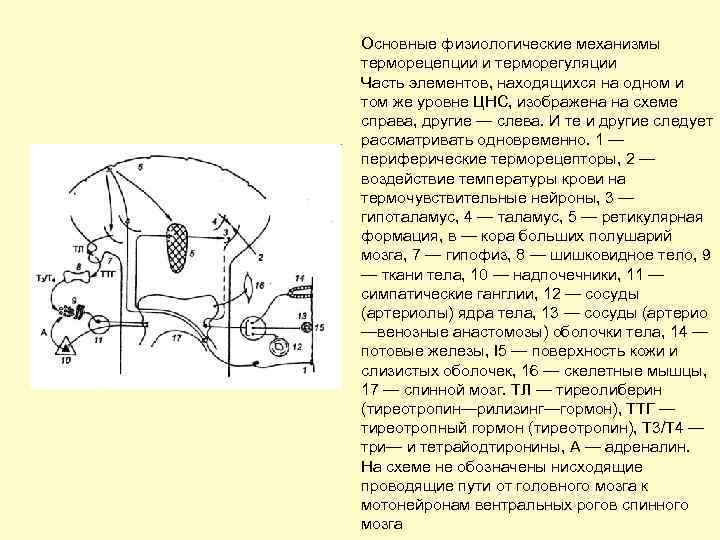 Основные физиологические механизмы терморецепции и терморегуляции Часть элементов, находящихся на одном и том же