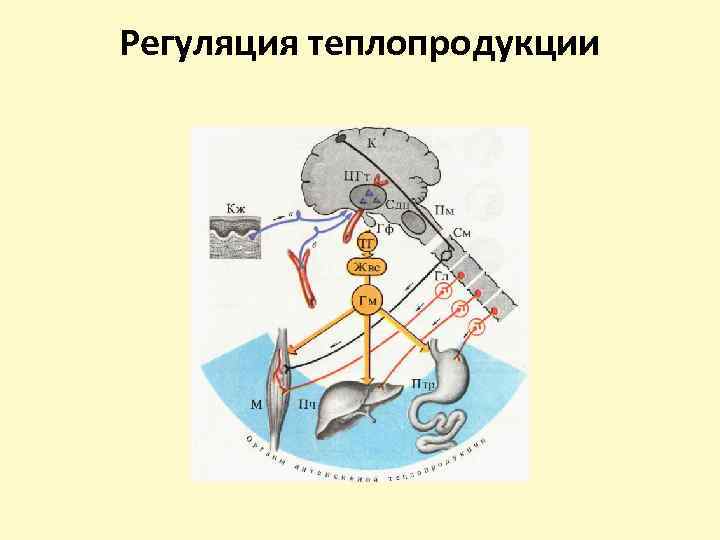 Регуляция теплопродукции 