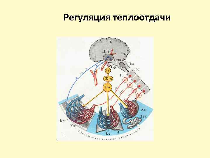Регуляция теплоотдачи 