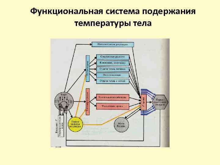 Функциональная система подержания температуры тела 