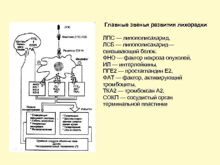  Главные звенья развития лихорадки ЛПС — липополисахарид, ЛСБ — липополисахарид— связывающий белок. ФНО