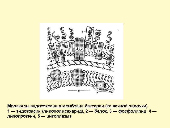 Молекулы эндотоксина в мембране бактерии (кишечной палочки) 1 — эндотоксин (липополисахарид), 2 — белок,