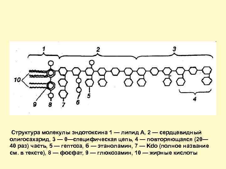 Структура молекулы эндотоксина 1 — липид А, 2 — сердцевидный олигосахарид, 3 —