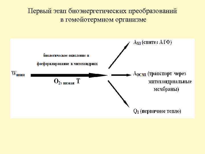 Первый этап биоэнергетических преобразований в гомойотермном организме 
