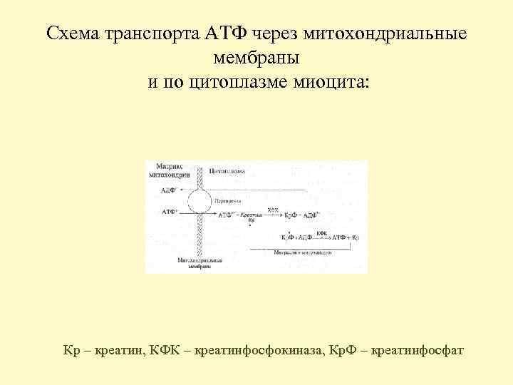 Схема транспорта АТФ через митохондриальные мембраны и по цитоплазме миоцита: Кр – креатин, КФК